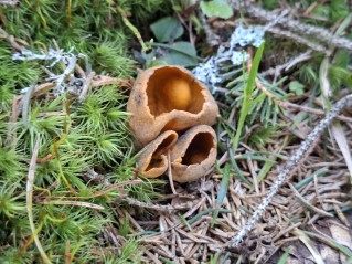 Caloscypha fulgens