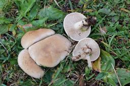 Lepista panaeolus