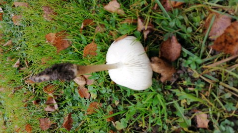 Hymenopellis radicata