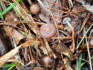 Strobilurus tenacellus