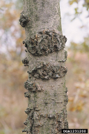 Hylesinus varius