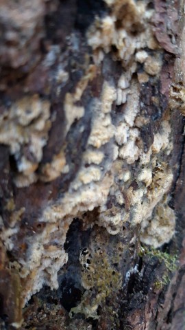 Mycoacia gilvescens