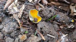 Caloscypha fulgens