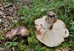 Russula nigricans