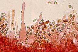Mycena aetites