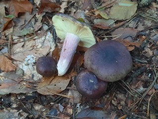 Russula sardonia
