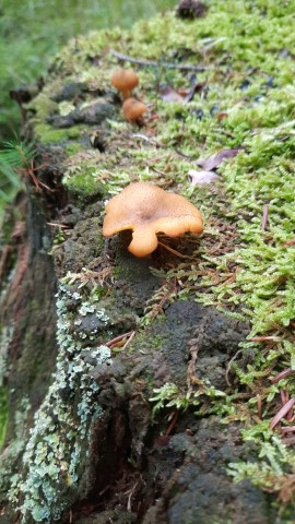 Tricholomopsis decora