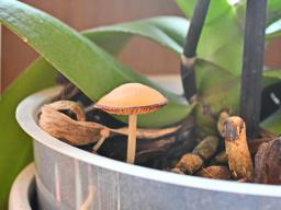 Lactocollybia cycadicola