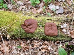 Discina ancilis