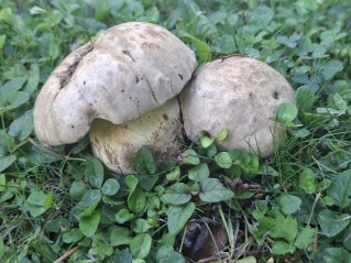 Caloboletus radicans