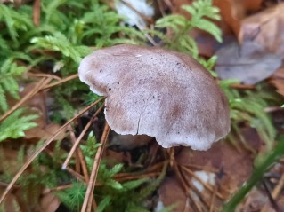 Tricholoma sciodes