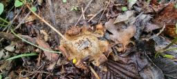 Geastrum saccatum var. saccatum