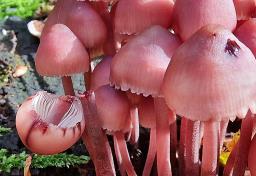 Mycena haematopus