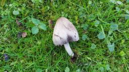 Coprinopsis atramentaria