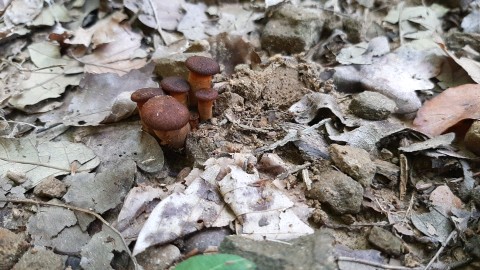 Omphalotus olearius