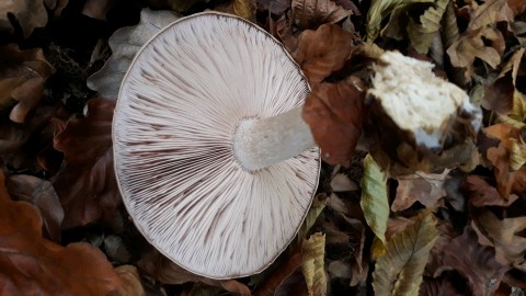 Lepista glaucocana