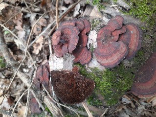 Daedaleopsis tricolor