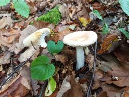 Russula veternosa