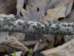Diatrypella quercina