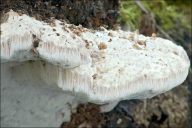 Pappia fissilis