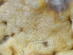 Trichoderma citrinum