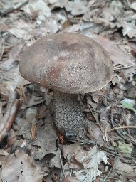 Leccinum scabrum
