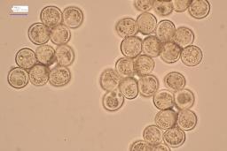 Trichia varia