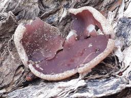 Geoscypha ampelina