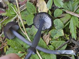 Entoloma chalybeum