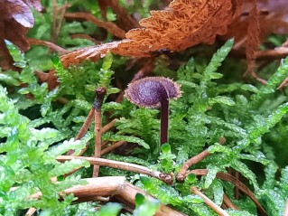 Auriscalpium vulgare