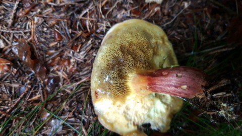 Hortiboletus rubellus