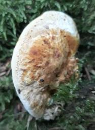 Xanthoporia radiata