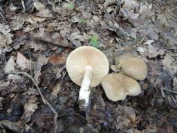 Lactarius pterosporus