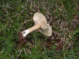 Melanoleuca exscissa