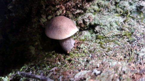 Tricholoma saponaceum