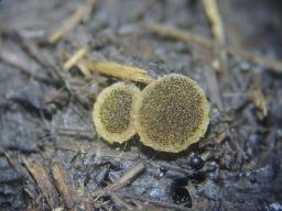 Ascobolus furfuraceus