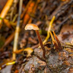 Auriscalpium vulgare