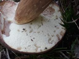 Imleria badia