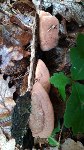 Hapalopilus nidulans