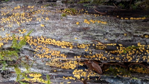 Calycina citrina