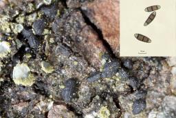 Hysterium pulicare