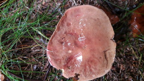 Hortiboletus rubellus
