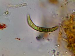 Melogramma campylosporum