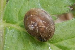 Trochulus hispidus