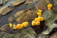 Guepiniopsis buccina