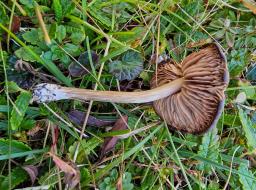 Entoloma sericeum