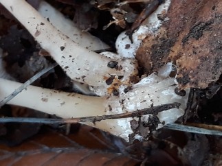 Rhodocollybia butyracea