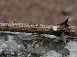Diaporthe oncostoma
