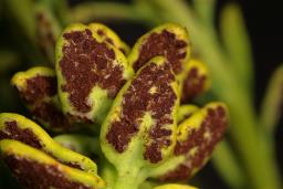 Uromyces scutellatus