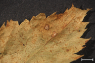 Ochropsora ariae